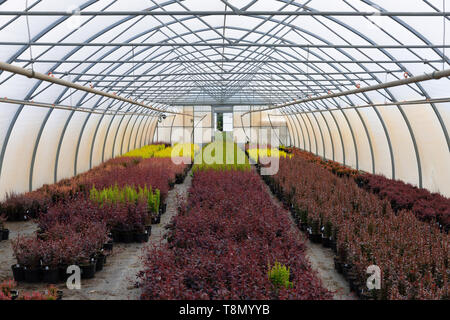 Rangées de jeunes plants d'arbres dans un magasin à effet de pépinière Banque D'Images