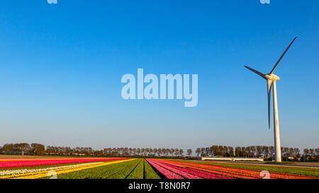 Moulin à vent moderne entre les champs de fleurs de tulipes aux Pays-Bas Banque D'Images