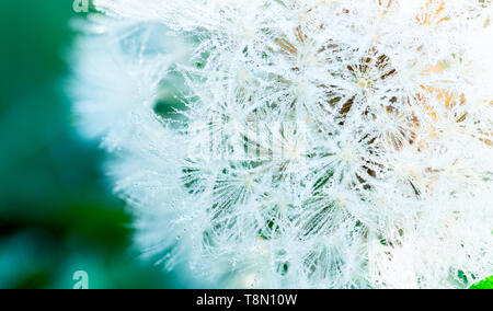 Un grand nombre de gouttes de rosée sur le pissenlit le matin de printemps. Belle goutte d'eau sur une fleur blanche. Détail macro shot de gouttes de rosée sur le pissenlit dans Banque D'Images