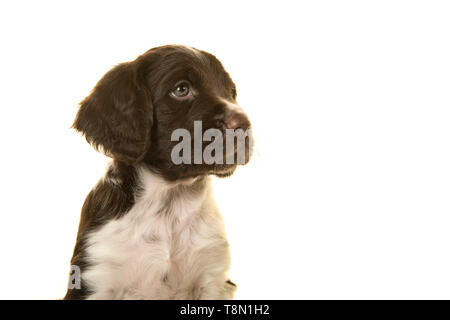 Portrait d'un grand epagneul Chiot Chien sur un fond blanc à la recherche sur le côté Banque D'Images