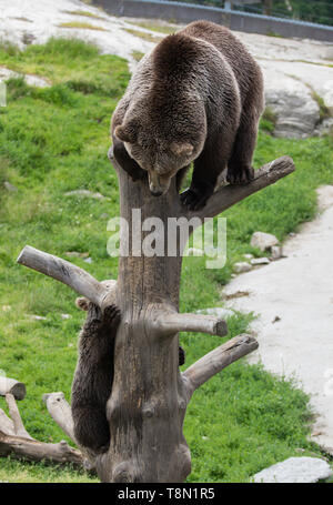 La famille ours brun mignon de maman ours et son bébé ourson jouant sur un tronc d'arbre escalade et de mordre. Ursus arctos beringianus. Ours du Kamtchatka Banque D'Images