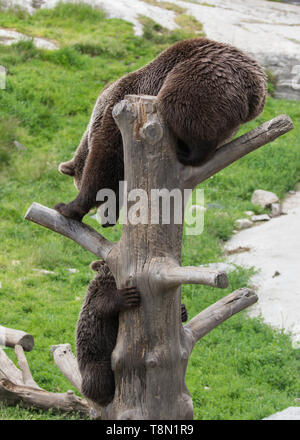 La famille ours brun mignon de maman ours et son bébé ourson jouant sur un tronc d'arbre escalade et de mordre. Ursus arctos beringianus. Ours du Kamtchatka Banque D'Images