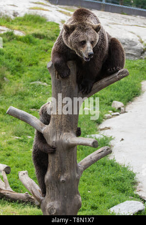 La famille ours brun mignon de maman ours et son bébé ourson jouant sur un tronc d'arbre escalade et de mordre. Ursus arctos beringianus. Ours du Kamtchatka Banque D'Images