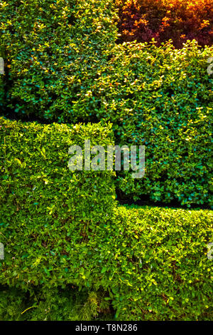 Décoration artificielle de la paroi extérieure du bâtiment du vert vivre arbustes. Banque D'Images