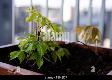 Jardinage et horticulture. croissant raisins fille dans une boîte sur une terrasse dans la ville Banque D'Images