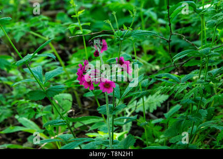 Une primrose japonaise (Primula japonica) Banque D'Images