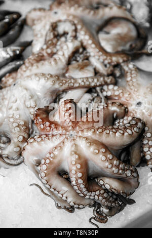 Close up de fruits de mer refroidi - petites pieuvres, dans le marché d'une poissonnerie, supermarché, cadre vertical, side view Banque D'Images