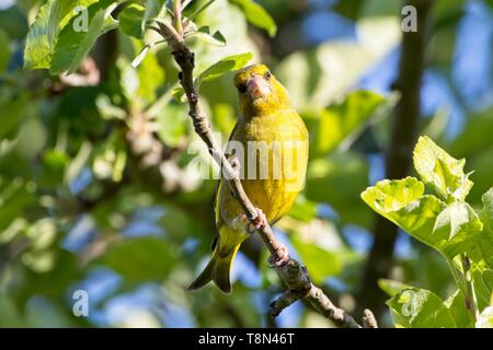 Verdier (Carduelis chloris) perché sur un arbre dans un jardin. East Sussex, UK Banque D'Images