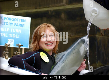 Présentateur TV vedette Wendy Turner ( Pet Rescue & absolument les animaux, sœur d'Anthea Turner ) se trouve dans un bain d'eau froide avec un modèle grandeur nature à l'extérieur du saumon Le Parlement écossais à Édimbourg ( aujourd'hui jeudi 31/1/02 ) pour mettre en évidence la recherche qui attire l'attention sur le sort des poissons d'élevage d'usine où la recherche les demandes peuvent être entassés dans des cages de 50 000 $ avec chaque poisson après avoir seulement l'équivalent d'une baignoire d'eau pour lui-même. Banque D'Images