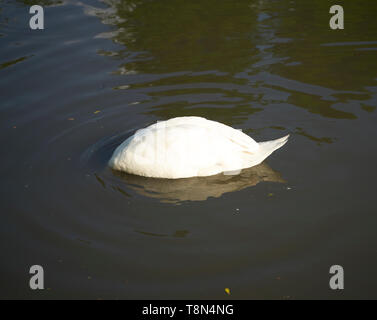 Swan avec la tête sous l'eau Banque D'Images