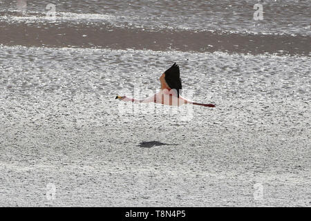 James's Vol de flamants roses (Phoenicoparrus jamesi), Eduardo Avaroa Réserve Nationale, Salar de Uyuni, Bolivie Banque D'Images