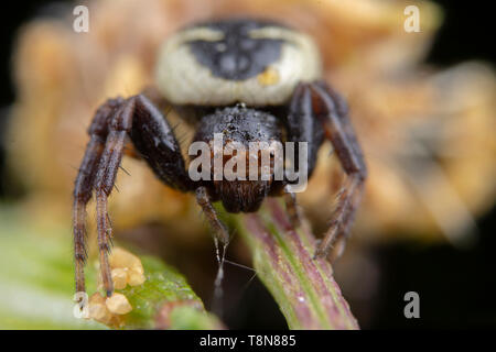 Peu synema globosum araignée posant sur une fleur jaune Banque D'Images