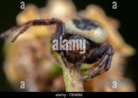 Peu synema globosum araignée posant sur une fleur jaune Banque D'Images