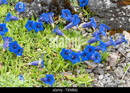 Gentiana acaulis 'Max Frei' Banque D'Images