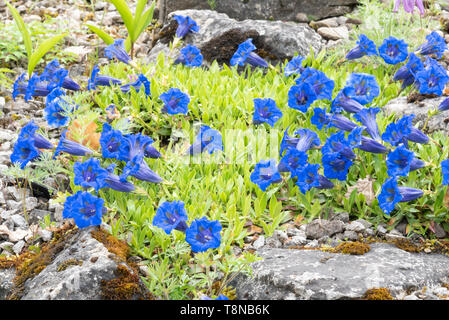 Gentiana acaulis 'Max Frei' Banque D'Images