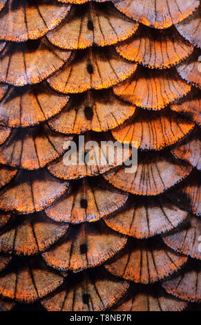 Poissons (Leuciscus idus, IDE) l'échelle de close-up. La rangée d'écailles de la ligne latérale est visible au milieu de l'image. Banque D'Images