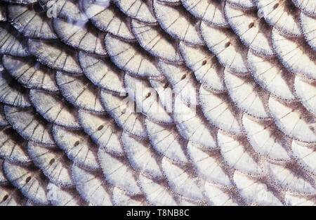 Poissons (Leuciscus idus, IDE) l'échelle de close-up. La rangée d'écailles de la ligne latérale est visible au milieu de l'image. Banque D'Images