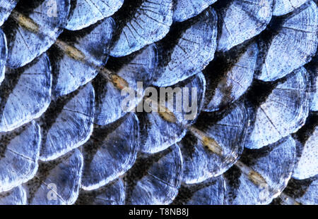 Poissons (Leuciscus idus, IDE) l'échelle de close-up. La rangée d'écailles ligne latérale courir à travers l'image. Banque D'Images