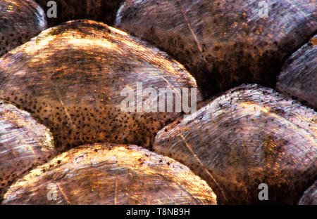 Poissons (Leuciscus idus) Ide, close-up échelle montrant chromatophores. L'image apparaît un peu soft en raison du mucus épidermique couvrant les écailles. Banque D'Images