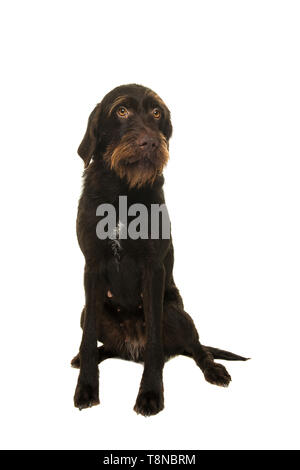 Portrait d'un Cesky Fousek chien à la recherche de là sur un fond de couleur sable dans une image verticale Banque D'Images