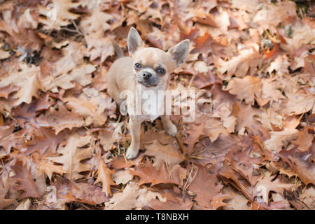 Chihuahua dog looking up vu de high angle view regardant la caméra assis entre les feuilles d'automne Banque D'Images