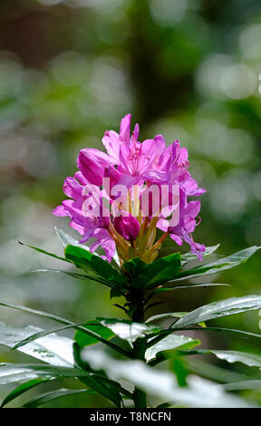 Fleur rhododendron rose croissance au printemps émergents Banque D'Images