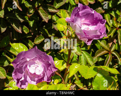 Fleurs semi double purple mauve du hardy floribunda rose, Rosa 'Bleu pour vous' (Pejamblu) Banque D'Images