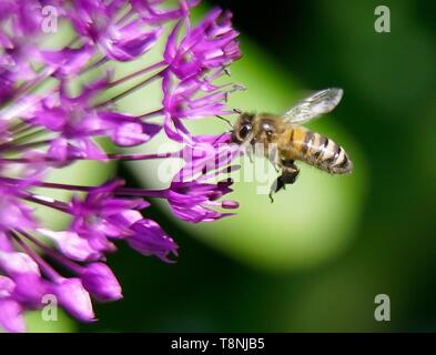 Un polinating abeille fleur , close up macro photographie. Banque D'Images