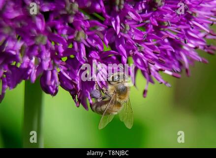 Un polinating abeille fleur , close up macro photographie. Banque D'Images