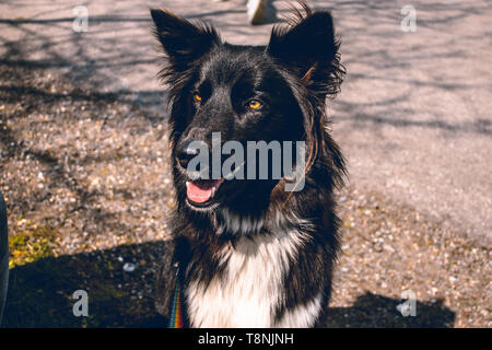Chien mignon Banque D'Images