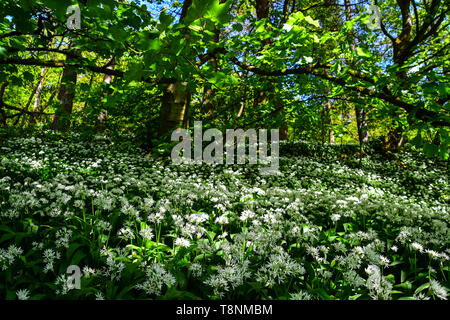 L'ail sauvage, Ramsons, Hardcastle Crags, Hebden Bridge, West Yorkshire Banque D'Images