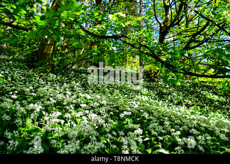 L'ail sauvage, Ramsons, Hardcastle Crags, Hebden Bridge, West Yorkshire Banque D'Images