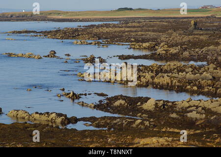 Dame Janet Anstruther's Tower et géologie grès carbonifères exposées le long de la côte de Fife à marée basse sur un matin d'été. L'Écosse, Royaume-Uni Banque D'Images