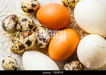 La Turquie, les cailles et les oeufs de poule sur le foin sur un fond gris. Banque D'Images