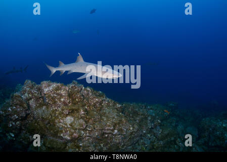 Requin de récif à pointe blanche (Triaenodon obesus) est la croisière le long du mur à l'île Socorro - paysages sous-marins de l'archipel de Revillagigedo Banque D'Images
