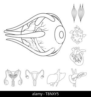 Globe oculaire,sang,musculaire,coeur,,urinaire foie pancréas,oeil,organes,plasma,cardiologie,système digestif,,endocriniens,ossature,don,femme,homme,coronaires,vue,la douleur,la maladie,l'artère saine,reproduction,body,Protection,l'appareil locomoteur anatomie,organe interne,,médical,des,santé,biologie,scientifique,recherche,,laboratoire,set,icône,,illustration,collection,isolé,design,graphisme,élément signe,ligne,plan,vecteurs vecteur , Illustration de Vecteur