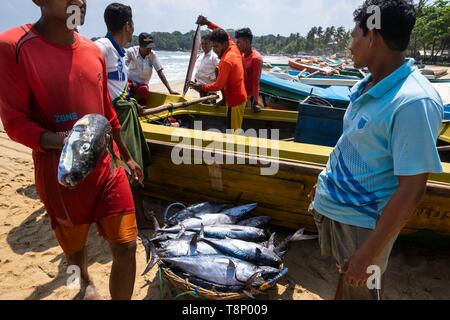 Sri Lanka, province Orientale, Pottuvil, Arugam Bay, de retour de la pêche sur la plage de Pottuvil Banque D'Images