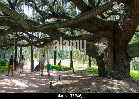 France, Hauts de Seine, Chatenay Malabry, l'Arboretum de la vallée aux Loups Banque D'Images