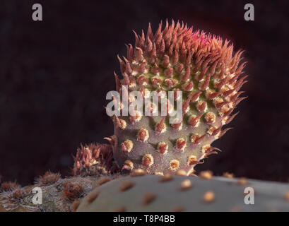 Macro d'une nouvelle direction générale de l'émergence d'un castor sur californie cactus pad montrant les minuscules feuilles rouges sur fond noir Banque D'Images