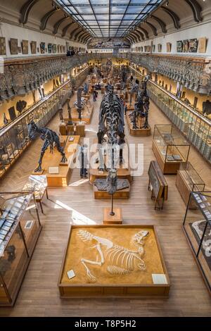 France, Paris, Jardin des Plantes, Musée National d'histoire naturelle, les galeries de Paléontologie et Anatomie comparée, squelette fossilisé de Tarbosaurus bataar, Diplodocus carnegii et Allosaurus fragilis Banque D'Images