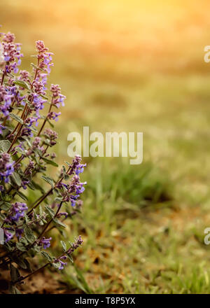 Compte tenu de la nature Gros plan fleurs violet rose chaud soleil du printemps dans le jardin de l'espace dans l'arrière-plan copie d'arrière-plan texte champ vert naturel wildflowers Banque D'Images