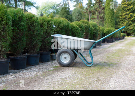 Brouette de jardin en face de la rangée de conifères en pépinière jardin de plantes arbres Banque D'Images