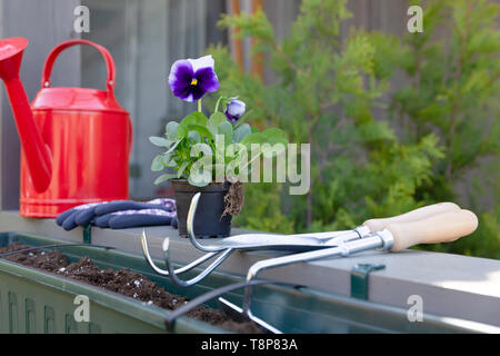 Outils de jardinage sur balcon jardin de ville. Concept d'horticulture urbaine Banque D'Images