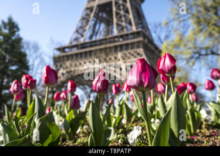 Frühling mit Tulpen vor dem Eiffelturm à Paris, Frankreich | printemps avec des tulipes à la Tour Eiffel, Paris, France | dans le monde entier Banque D'Images