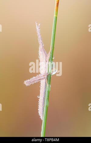 Un mince couvert de rosée cure-dents immatures sauterelle (Mermiria Groupe) est perché sur un brin d'herbe. Banque D'Images
