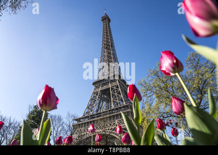 Frühling mit Tulpen vor dem Eiffelturm à Paris, Frankreich | printemps avec des tulipes à la Tour Eiffel, Paris, France | dans le monde entier Banque D'Images