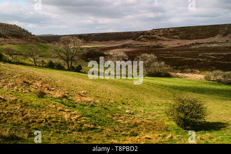 Belle promenade à travers le parc national des North York Moors avec des arbres, des herbes, et paysage vallonné dans le ressort dans le trou de Horcum, Goathland, Yorkshire, UK. Banque D'Images