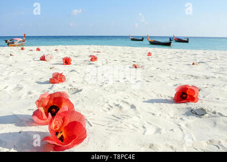 Mer bleue, ciel bleu, sable blanc et beaucoup de fleurs d'Hibiscus rouge Banque D'Images