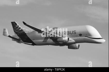 Nouveaux Airbus Beluga XG landing pour la première fois à Hawarden airport Banque D'Images