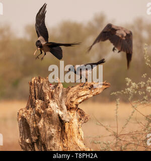 Trois Corbeaux à capuchon sauvages, Corvus cornix, alias Grey Crow, debout sur glying et au-dessus d'une souche d'arbre sur lequel a été placé un poisson (comme un appât d'alimentation fo Banque D'Images
